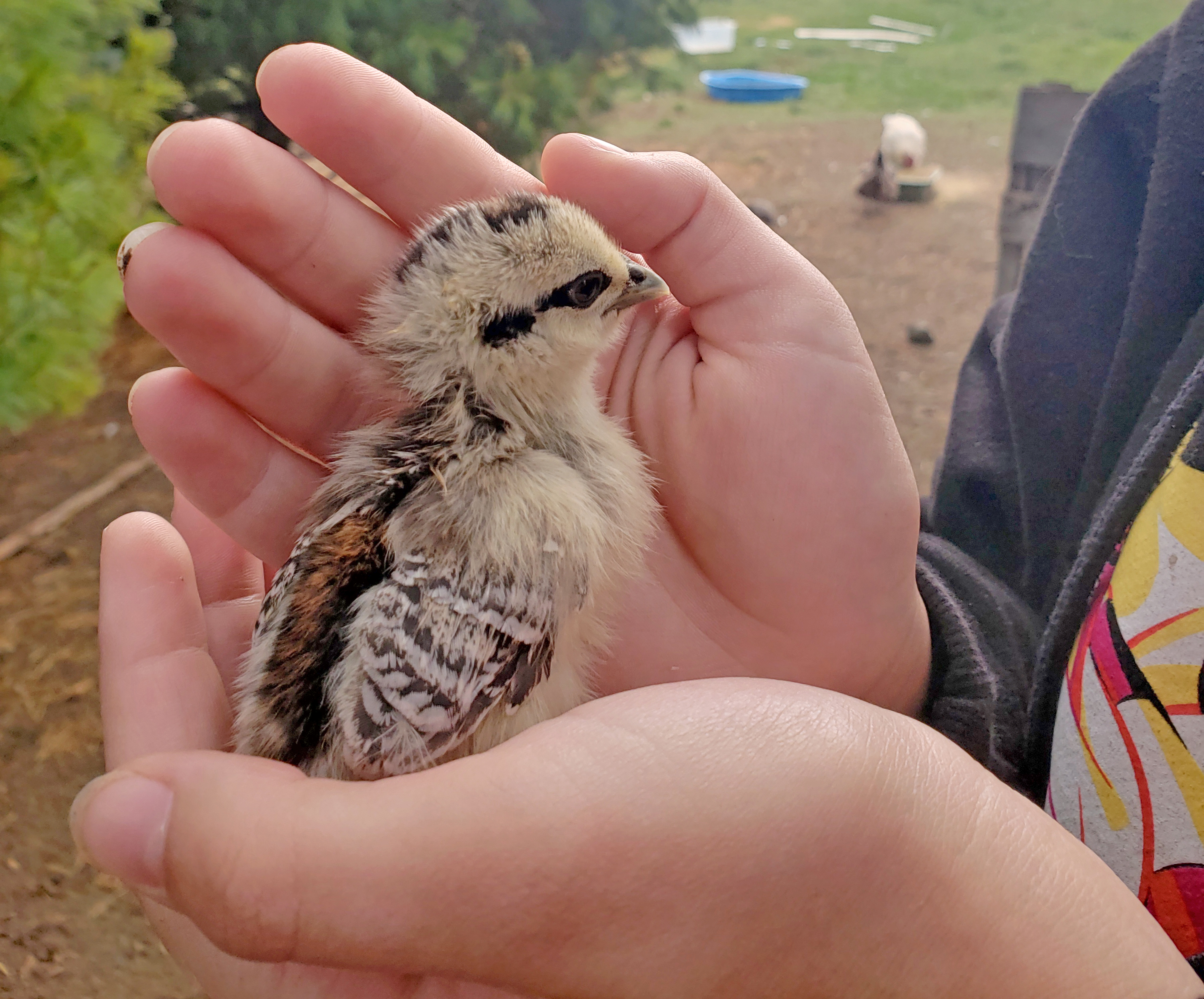 Chick being held